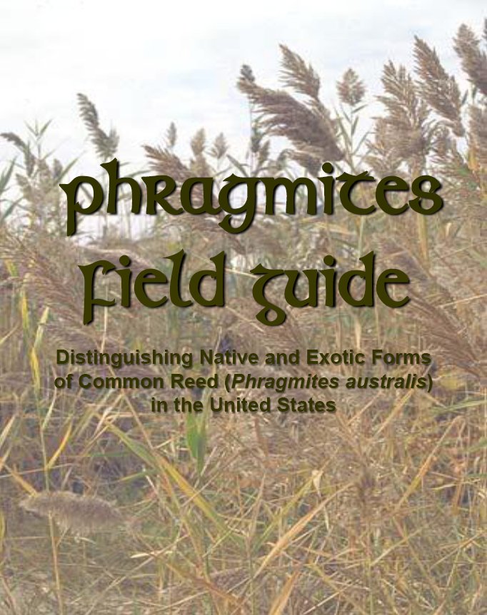 Phragmites Field Guide: Distinguishing Native and Exotic Reeds